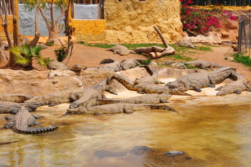 crowd of crocodiles in the water