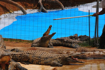 crocodiles in the zoo