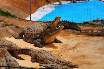 Deurstickers crocodile in the zoo 2 © myphotohouse