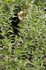 green grass background