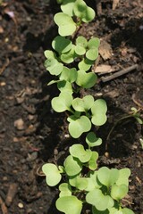 plant growing in the ground