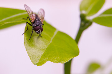 Close up : A macro shot of house fly, Fly on leaf, Insect, Bug, Animal and nature.