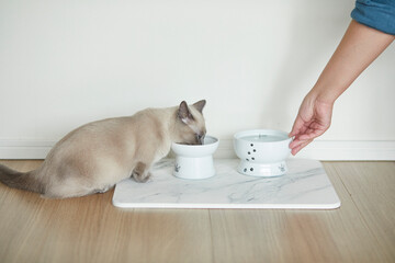 ペットフードを食べる子猫と女性の手