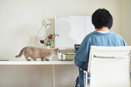 デスクでパソコンを開き仕事をする女性と子猫