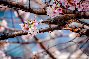 a bird is drinking cherry blossom nectar on a tree branch.