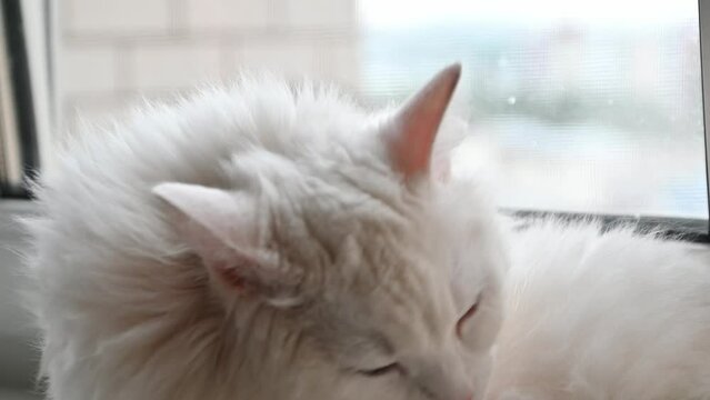 White long haired fluffy cat licks itself lying on the windowsill.