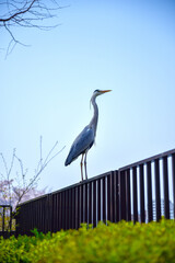 a crane standing calmly on the fence.