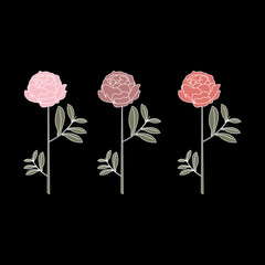 Vector illustration of three colorful peonies on a black background