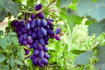 Wine yard. Wine planting. Red  and white wine grapes on vine in vineyard, close-up Red wine grapes on vine in vineyard, close-up 