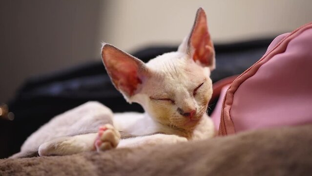a beautiful white Devon Rex kitten lies on the sofa and closes its eyes