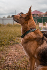 A shepherd dog with intelligent eyes in a beautiful collar sits in the yard of the house and looks at the sky. Photographed from the side (profile). Watchdog