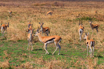 Herd of Thomson's gazelle (Eudorcas thomsonii) in Serengeti National Park in Tanzania. Wildlife of Africa