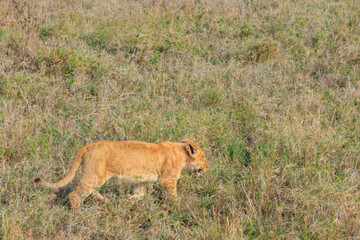 Fototapeta na wymiar Lion cub (Panthera leo) walking in savannah in Serengeti national park, Tanzania
