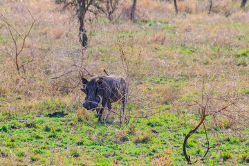 Common warthog (Phacochoerus africanus) in savanna in Serengeti national park, Tanzania
