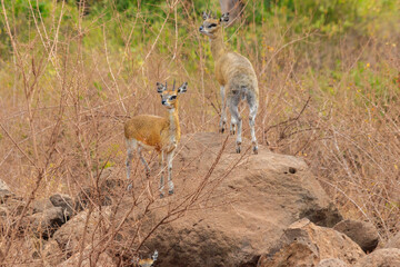 Kirk's dik-dik (Madoqua kirkii) in Lake Manyara national park, Tanzania