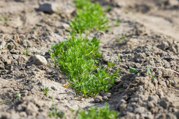 Young carrot plants growing in the soil. Garden. gardening