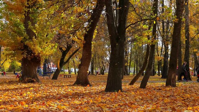 Wind carries fallen leaves among big old trees in city autumn park. Yellow maple leaves fly and fall in sunlight.