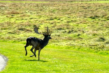 deer in the grass