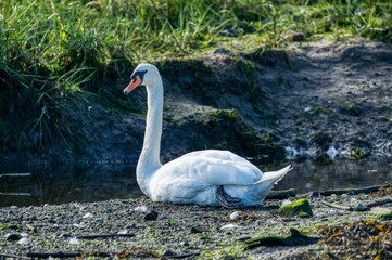 Fototapeta premium swans in the lake