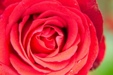 red rose closeup