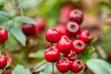red currant berries