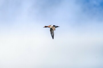 shellduckl in flight