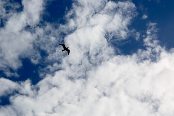 birds flying in the sky