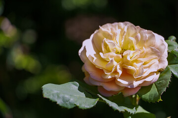 Gorgeous cream pasty rose in summer with large petals    