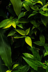 Naklejka premium Roślinne zielone ciemne tło, tekstura liści, botaniczny piękny template.