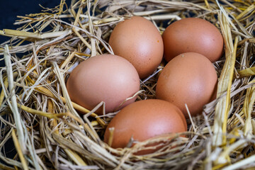 eggs in chicken nest close up
