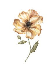 Orange flower watercolor. Delicate flower illustration.