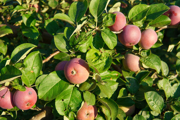 a new crop of red apples