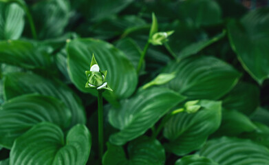 Hosta bushes and blooming white flower, background natural