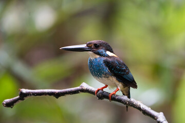 Fototapeta na wymiar Blue banded kingfisher (male)