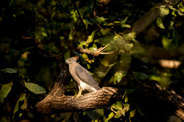 Shikra or Accipiter badius or little banded goshawk bird portrait perched in natural light and...