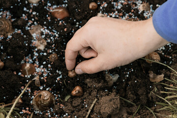 hand sadi in soil-soil flower bulbs. Hand holding a crocus bulb before planting in the ground