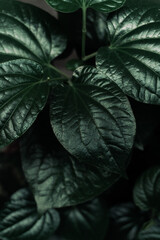 Roślinne zielone ciemne  tło, tekstura liści, botaniczny piękny template.