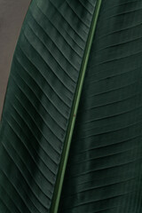 Tropical plant backround, dark green exotic leaves, jungle texture .