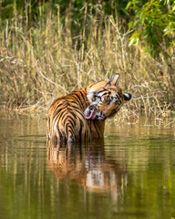 Naklejka na ściany i meble wild male bengal tiger cooling off in water and licking fight wounds by tongue out on forelimb body parts in natural green background during outdoor forest safari at central india - panthera tigris