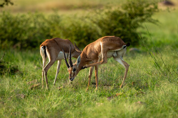Naklejka na ściany i meble two Chinkara Indian gazelle Antelope animal pair eyes expression grazing grass in monsoon green wildlife safari at ranthambore national park forest reserve rajasthan india asia - Gazella bennettii
