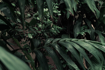 Roślinne zielone ciemne  tło, tekstura liści, botaniczny piękny template.
