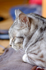寝ているサバトラ猫の横顔