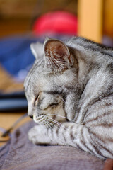 寝ているサバトラ猫の横顔