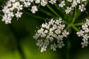 Blooming ground elder plant on a green background macro photography on a summer day. Flowering grass with small white flowers in the summer, close-up photo. Aegopodium podgraria flowers in summertime.