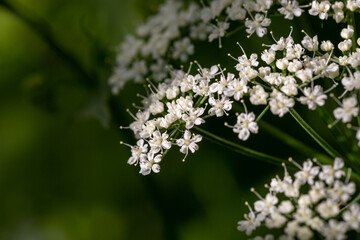 Blooming ground elder plant on a green background macro photography on a summer day. Flowering grass with small white flowers in the summer, close-up photo. Aegopodium podgraria flowers in summertime.