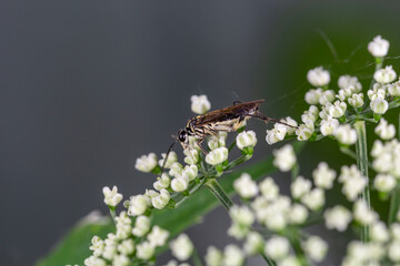 A flying insect sits on small white flowers macro photography in the summer. A flying bug sits on a flowering plant.
