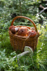 Forest mushroom boletus, cep, porcini, chanterelle collected in a wooden wicker basket. Late summer and autumn harvest. Natural food. Karelia region