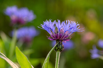 Blooming cornflower blue on a green background on a sunny day macro photography. Fresh bachelor's button flower with purple thin petals in springtime close-up photo.	