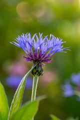 Blooming cornflower blue on a green background on a sunny day macro photography. Fresh bachelor's button flower with purple thin petals in springtime close-up photo.	