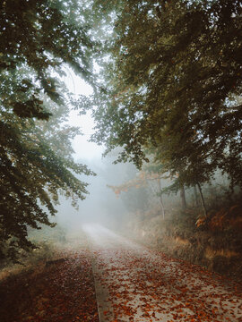 Pathway in the foggy Jugatxi Beech in Alava Spain